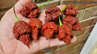 Hellboy - Pepper Seeds - White Hot Peppers